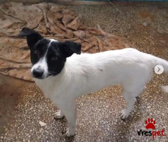 Ράτσα: Άγνωστο - Ημίαιμο | Ηλικία: 8 μηνών | Φύλο: Θηλυκό | Αρ. Microchip: - | Ημίαιμο | Περιοχή: Νέα Σμύρνη, Αττική